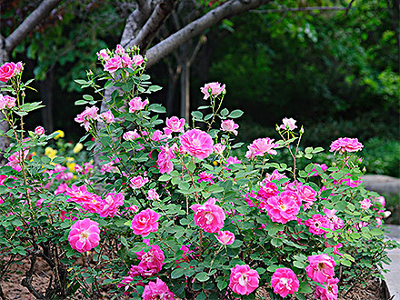 中欧体育下载产品展示五