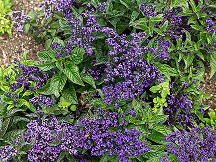 中欧体育下载种植基地六