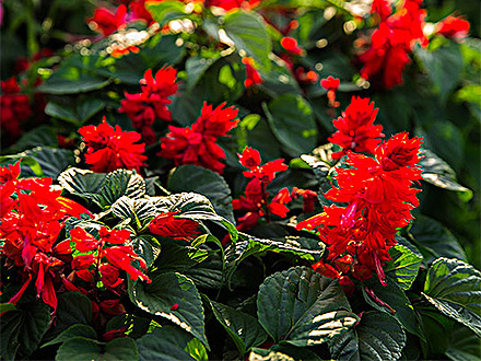 中欧体育下载种植基地四